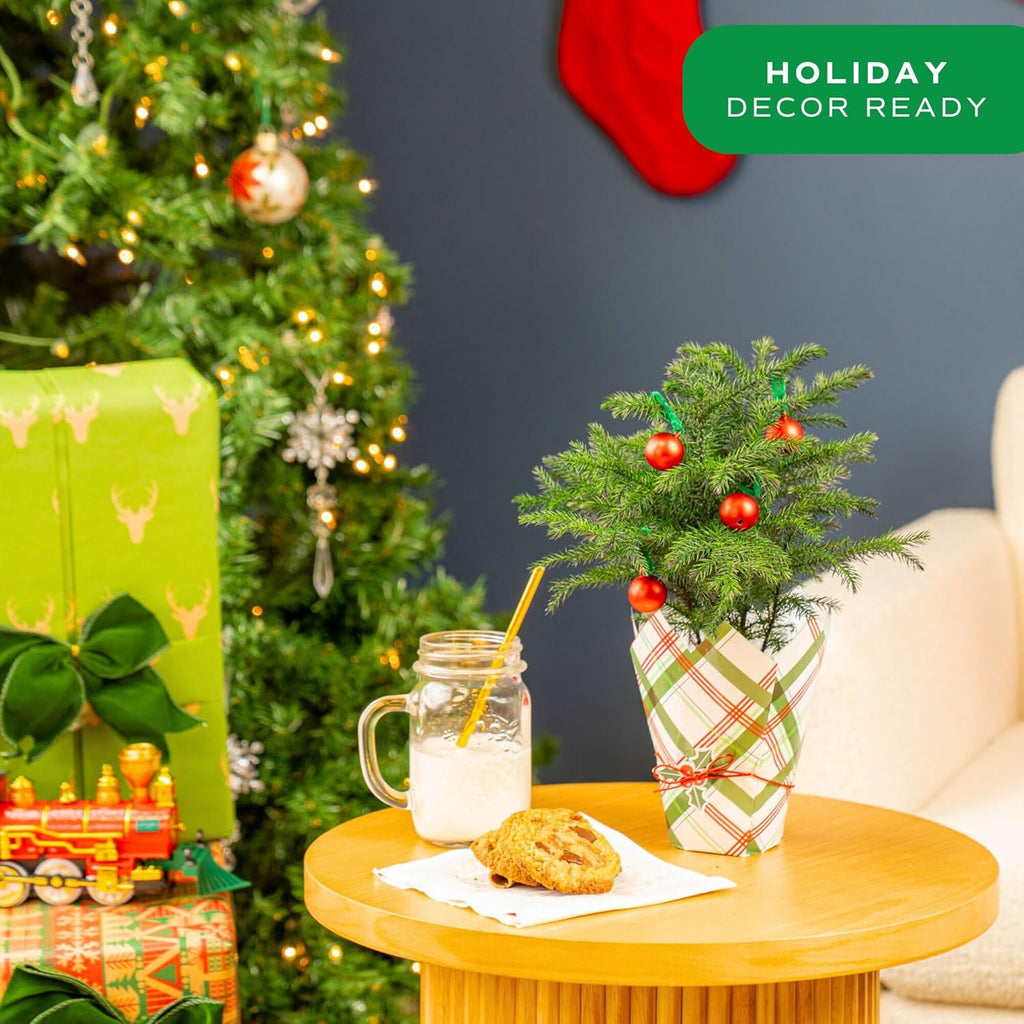 Costa Farms Norfolk Island Pine, Live Christmas Tree Plant in Gift Wrap Plant Pot, Small Indoor Houseplant Includes Ornaments, Home, Room, or Office Decor, Decoration, 10-14 Inches Tall