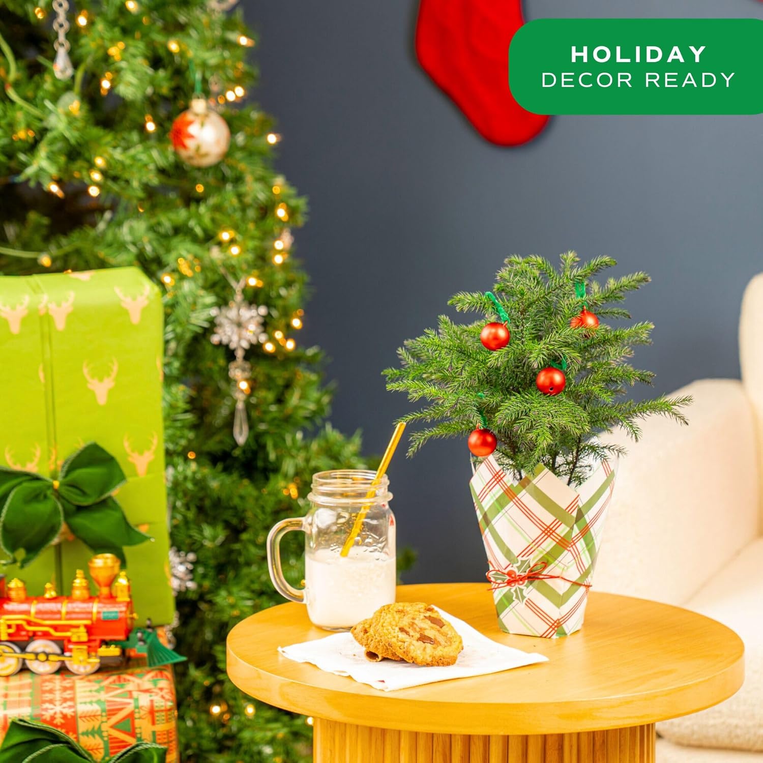 Costa Farms Norfolk Island Pine, Live Christmas Tree Plant in Gift Wrap Plant Pot, Small Indoor Houseplant Includes Ornaments, Home, Room, or Office Decor, Decoration, 10-14 Inches Tall