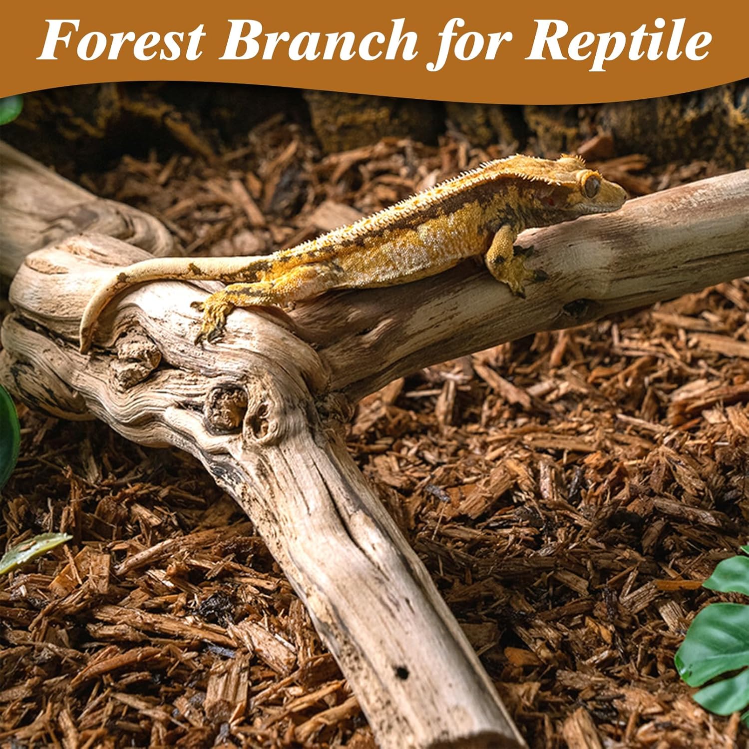 Reptile Branch Decor 2 Pack Snake Climbing Wood Branches Lizard Habitat Decorations Terrarium Natural Forest Tree Trunk Ornament for Bearded Dragon Geckos Chameleon Frog
