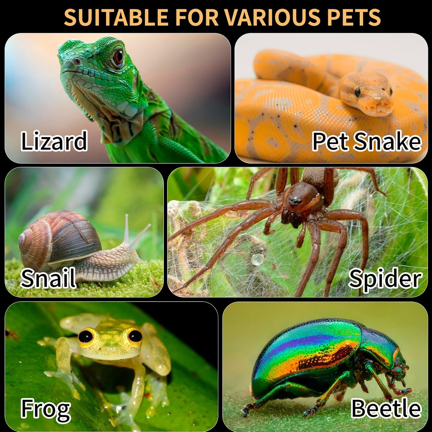Acrylic Reptile Terrarium Easy Assembly, 360° Clear & Keep Pet Secure Design for Jumping Spiders, Tarantulas, Geckos Scratch-Resistant Large Ventilated Habitat Terrarium for Arachnids 11.8*7.9*7.9in