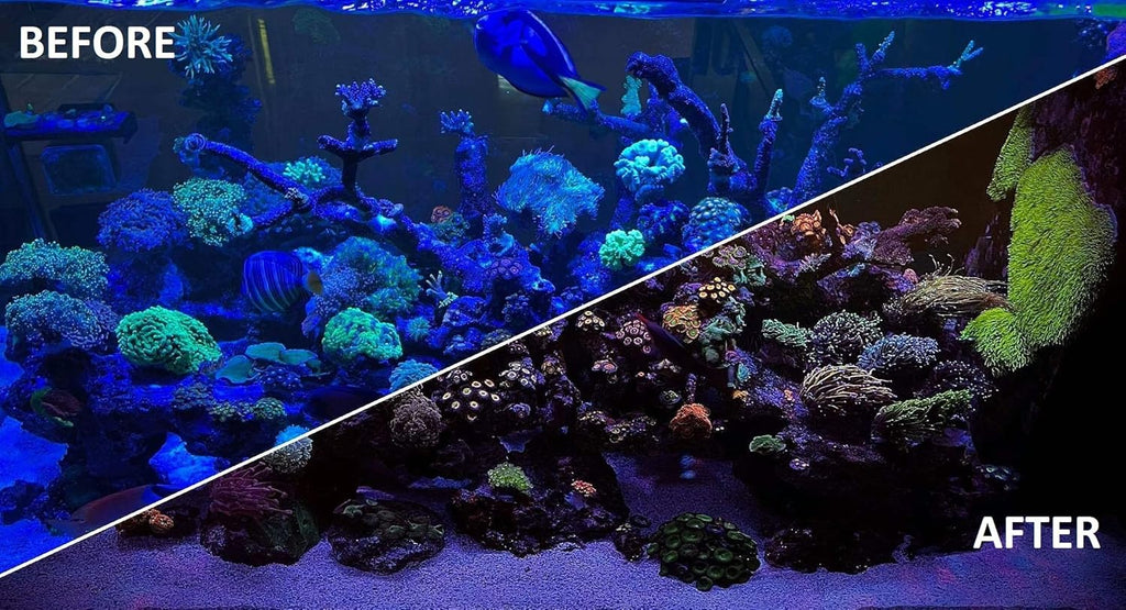 UV Coral Viewing Glasses