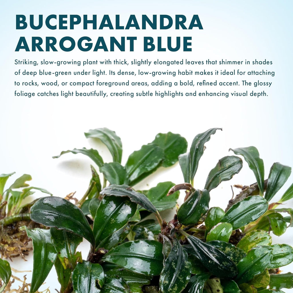 SubstrateSource Bucephalandra Arrogant Blue Live Aquarium Plant - Natural Freshwater Fish Tank Decorations and Aquatic Decor (Plant (6-10 Leaves))