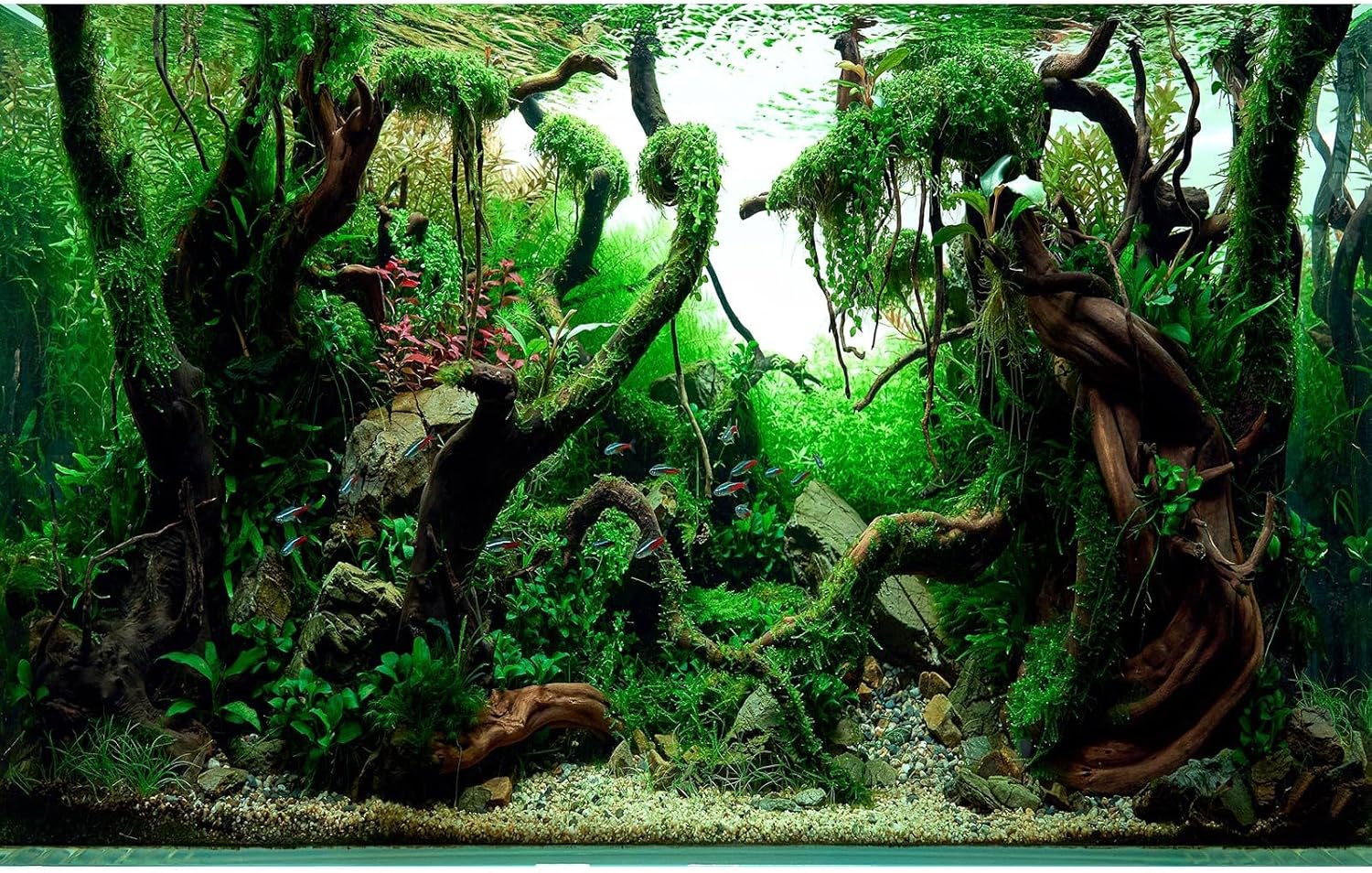 Freshwater Aquarium Background Jungle Style Aquascape Microsorum Trident Various Rotalas Anubias Fish Tank Background Aquatic Plants Frodo Stones and Redmoor Roots Terrarium Background 72x18in
