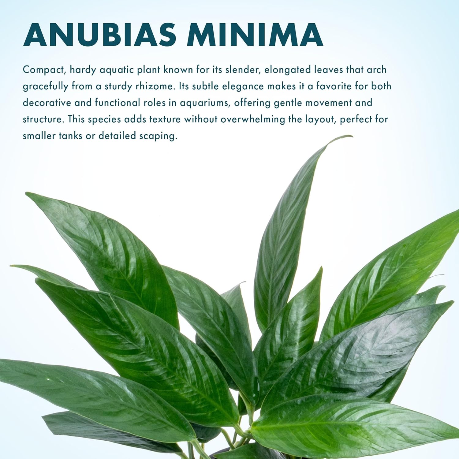 SubstrateSource Anubias Live Aquarium Plants - Potted Freshwater Plant for Fish Tanks, Terrariums - Beginner Friendly Low Light (Minima, Mother Plant)