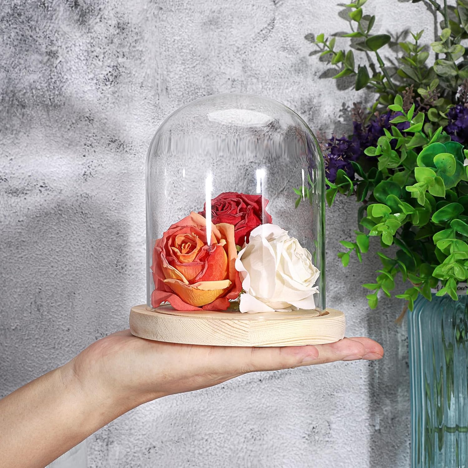 JUXYES Clear Glass Display Dome Cloche with Solid Wood Base, Transparent Dome Cloche Bell Terrarium Jar Glass Dustproof Display Stand for Plants, Collectibles and Figurines