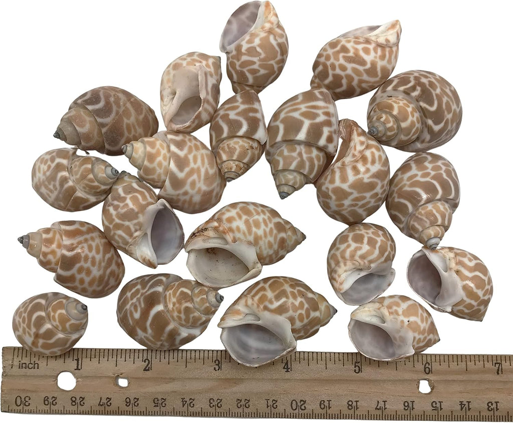 PEPPERLONELY 20PC Babylonia Spirata Hermit Crab Sea Shells, 1-1/4 Inch ~ 1-3/4 Inch