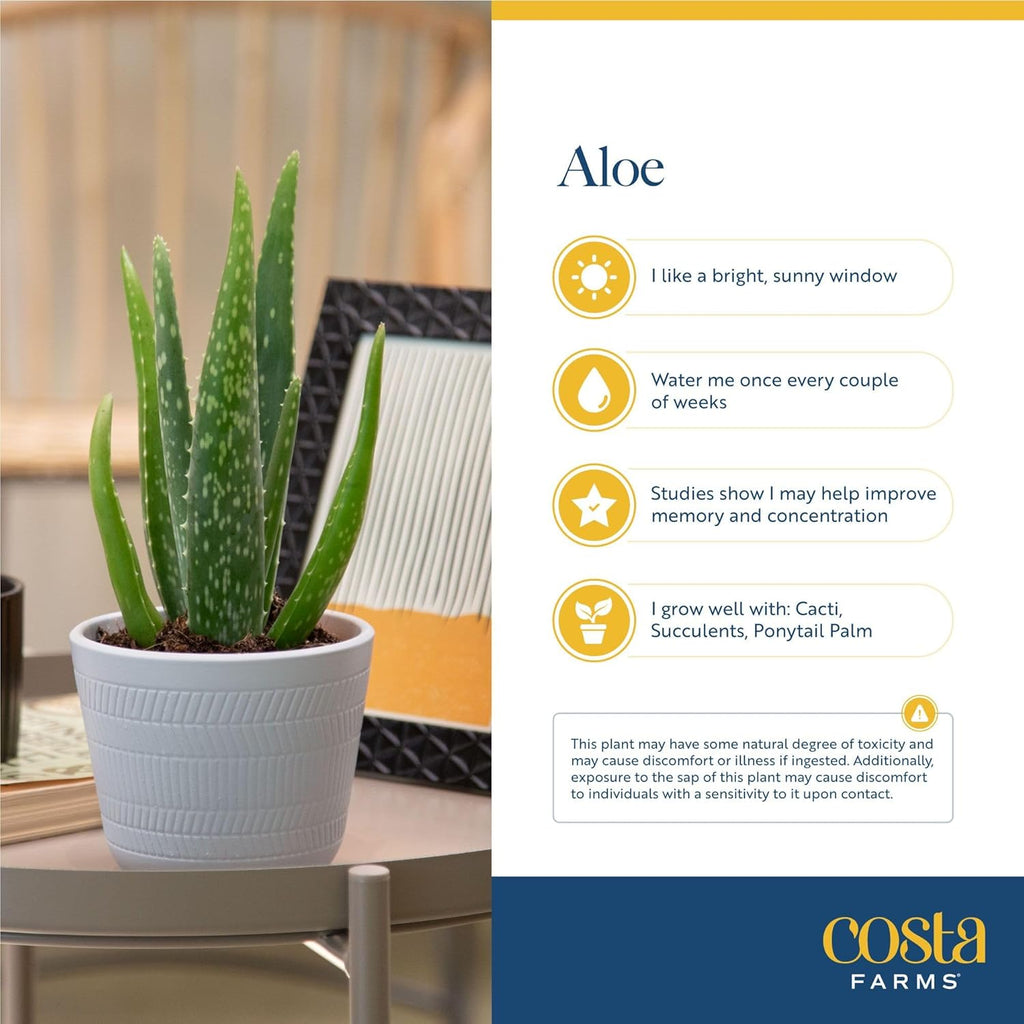 Costa Farms Aloe Vera Plant, Live Succulent, Easy Care Indoor Houseplant in Grower Pot, Room Air Purifier, Tabletop, Office, Desk or Home Décor, Housewarming, Garden Gift, 10-Inches Tall