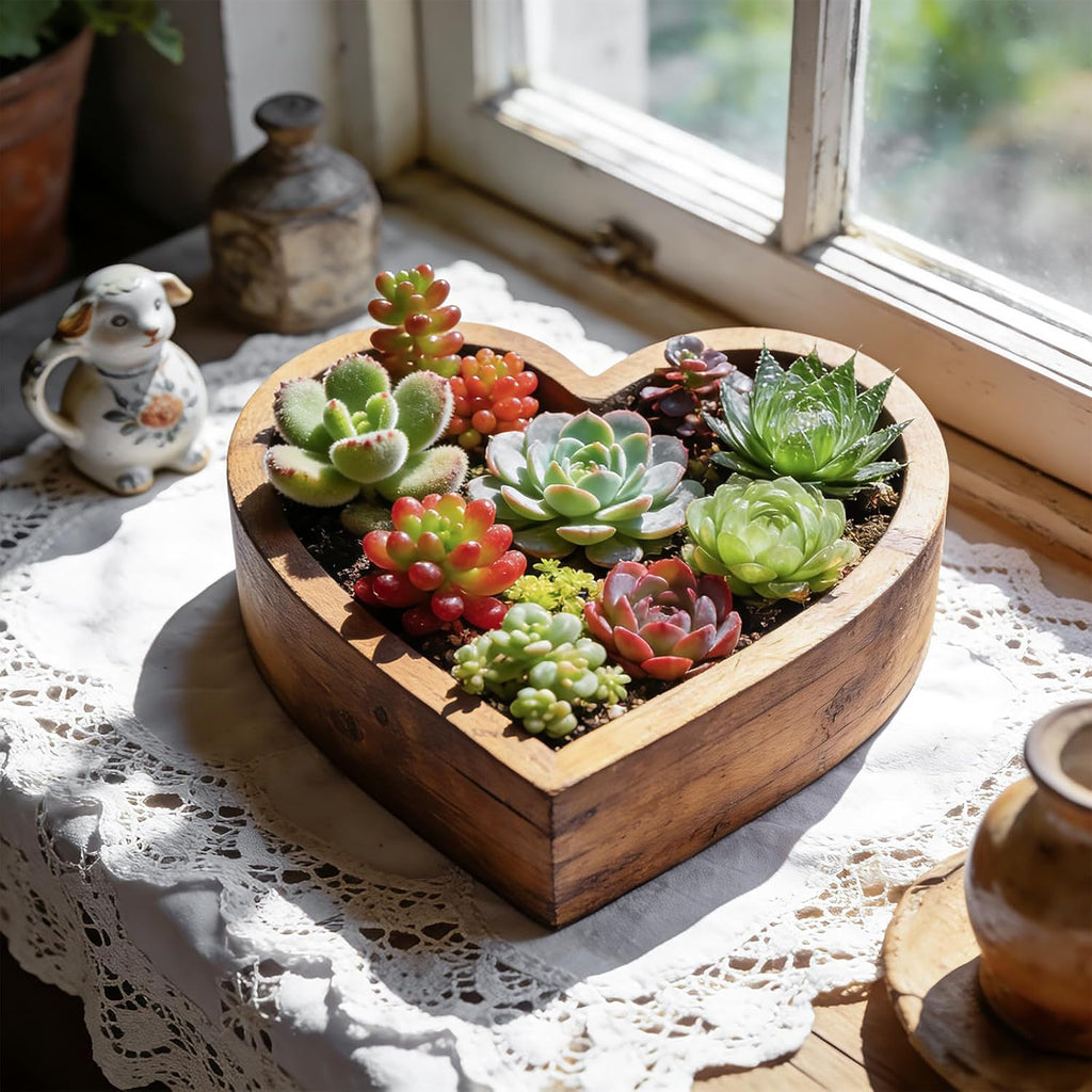 12 Pack Succulent Plants with Root and Soil, Easy to Grow (Assorted Varieties Without Pots)