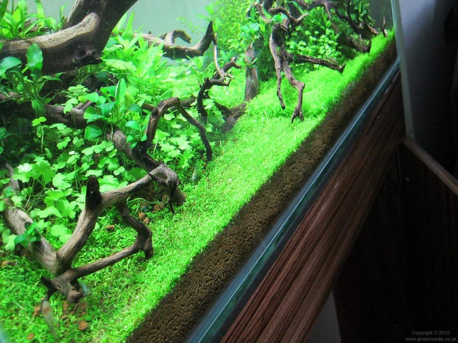 Foreground Potted Live Aquarium Plants | Freshwater Aquatic Plants for Aquariums (Potted Monte Carlo, 3 Pack)