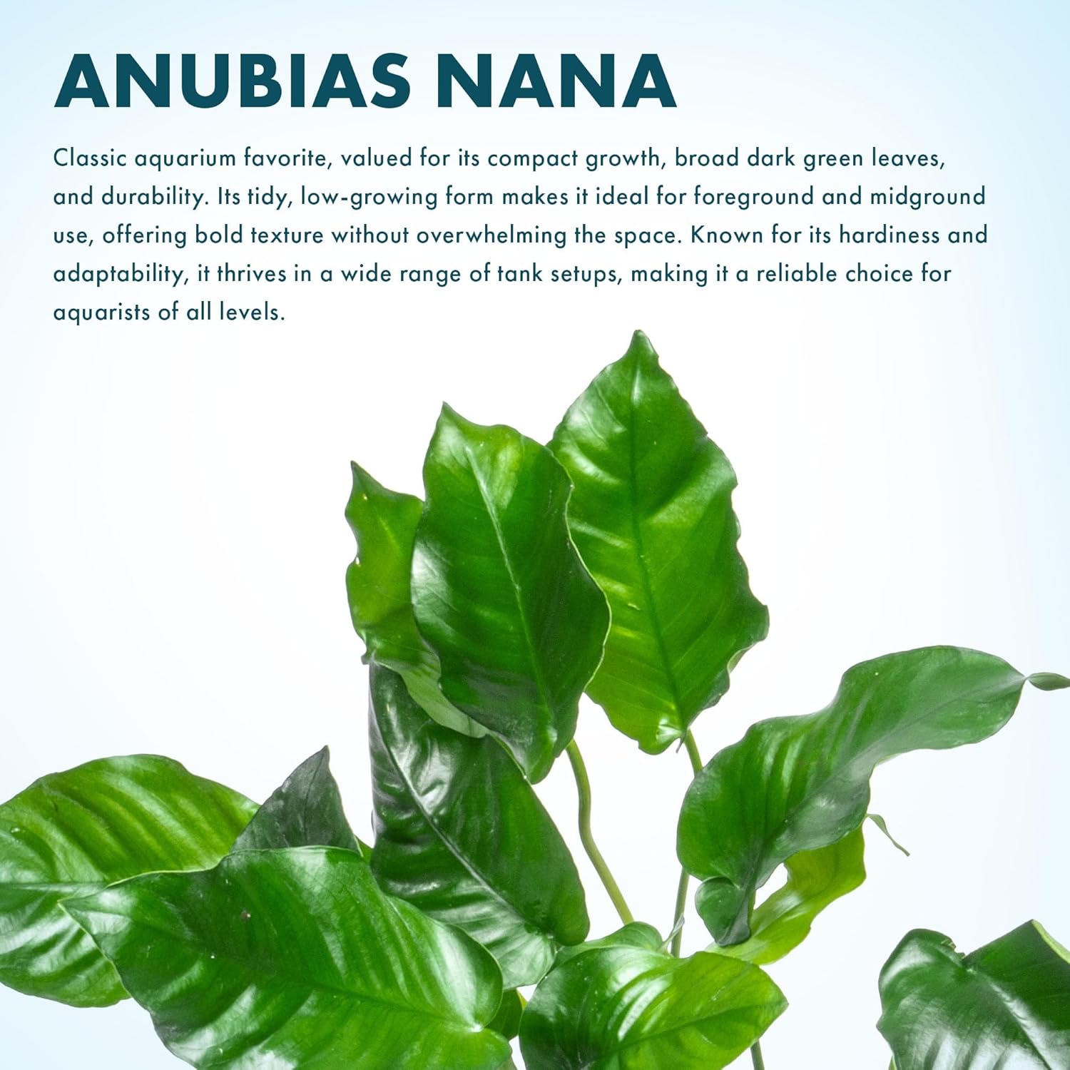 SubstrateSource Anubias Live Aquarium Plants - Potted Freshwater Plant for Fish Tanks, Terrariums - Beginner Friendly Low Light (Nana, Mother Plant)