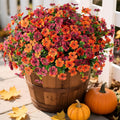 Fall Mums Artificial Flowers for Outdoors Potted, 12 Bundles Fake Fall Daisy Flower with Realistic Eucalyptus Leaves, Fake Plants for Greenery Boxwood Porch Patio Garden Pot Courtyard(Orange Brown)