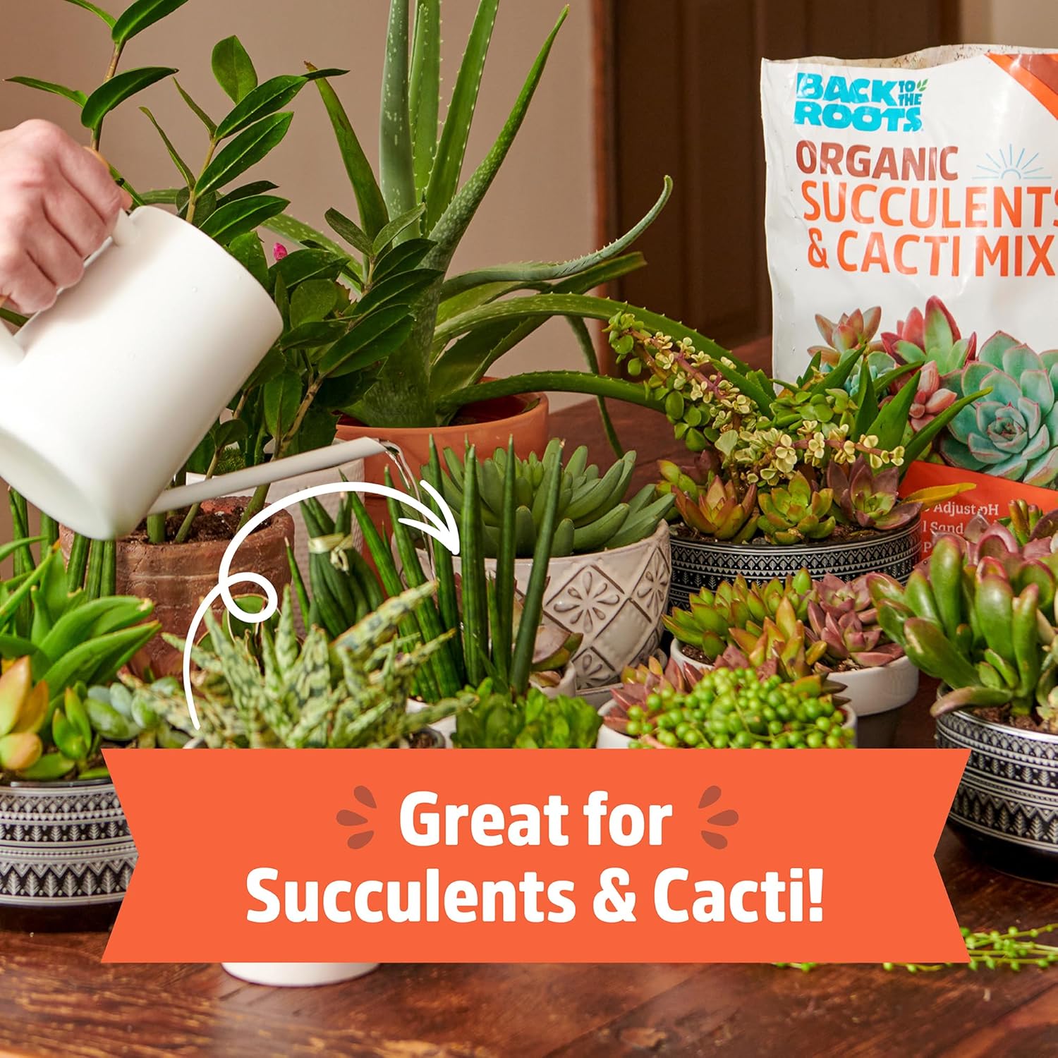 Back to The Roots 100% Organic Succulent & Cacti Mix (6 Quart) | Made in The USA | Premium Nutrition for Indoor and Outdoor Plants