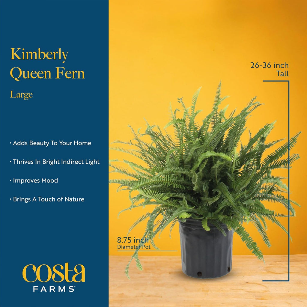 Costa Farms Kimberly Queen Fern, Live Indoor Plant, Houseplant in Grower Pot, 2-3 Feet Tall