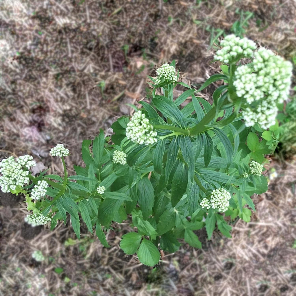 Smoke Camp Crafts Organic Valerian Herb Plant (Valeriana officinalis) Live Plant in 2.5-inch Pot - All-heal, Garden Heliotrope, Garden Valerian