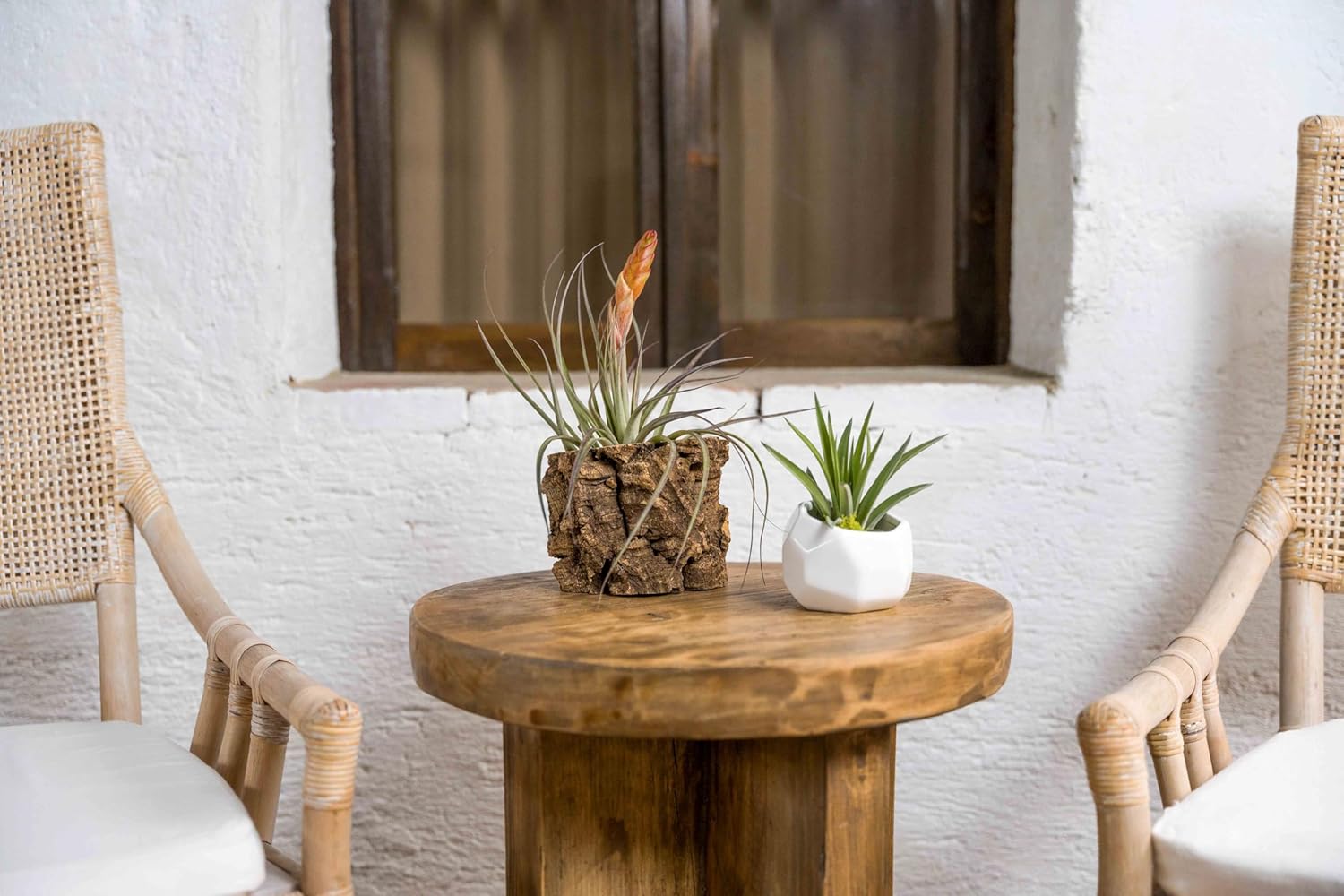 Air Plant Shop 3 Pack Natural Cork Bark Planters - Wholesale and Bulk - Succulents - Live Tillandsia - Easy Care Indoor and Outdoor House Plants