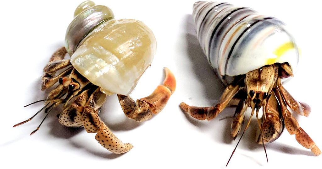 2 Live Crabs Ship with Order+Large Hermit Crab Tank 12"x8"x6" Starter Kit with Accessories: Food, Shells, Climbing Toys and More