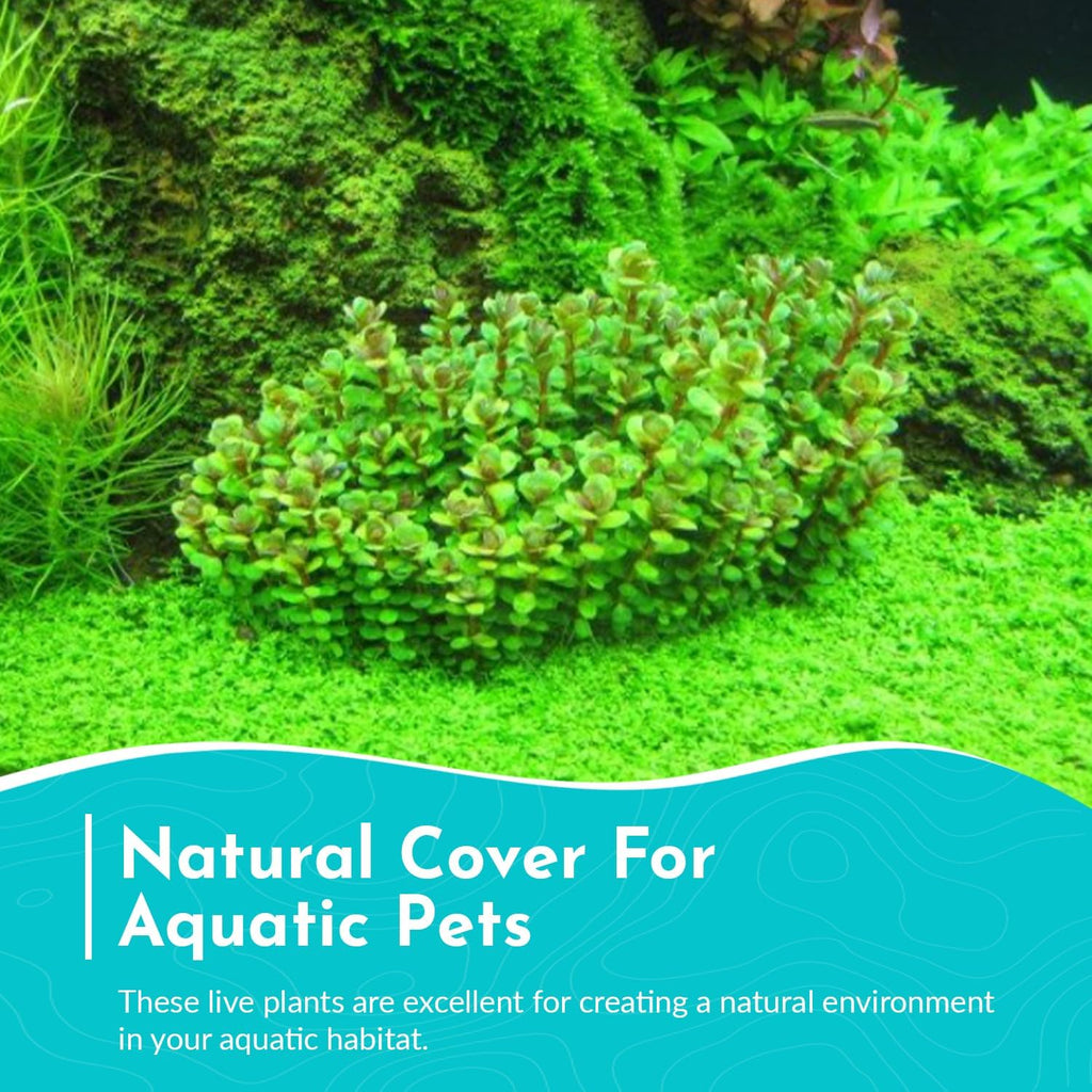 Rotala Rotundifolia Aquatic Plant