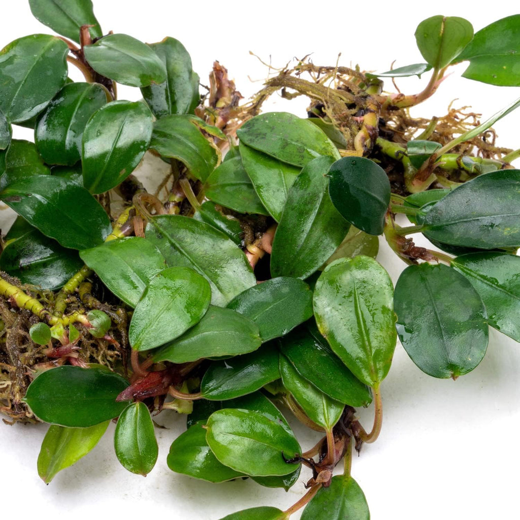 SubstrateSource Bucephalandra Brownie Athena Live Aquarium Plant - Natural Freshwater Fish Tank Decorations, Aquatic Décor - Plant (10-15 Leaves)