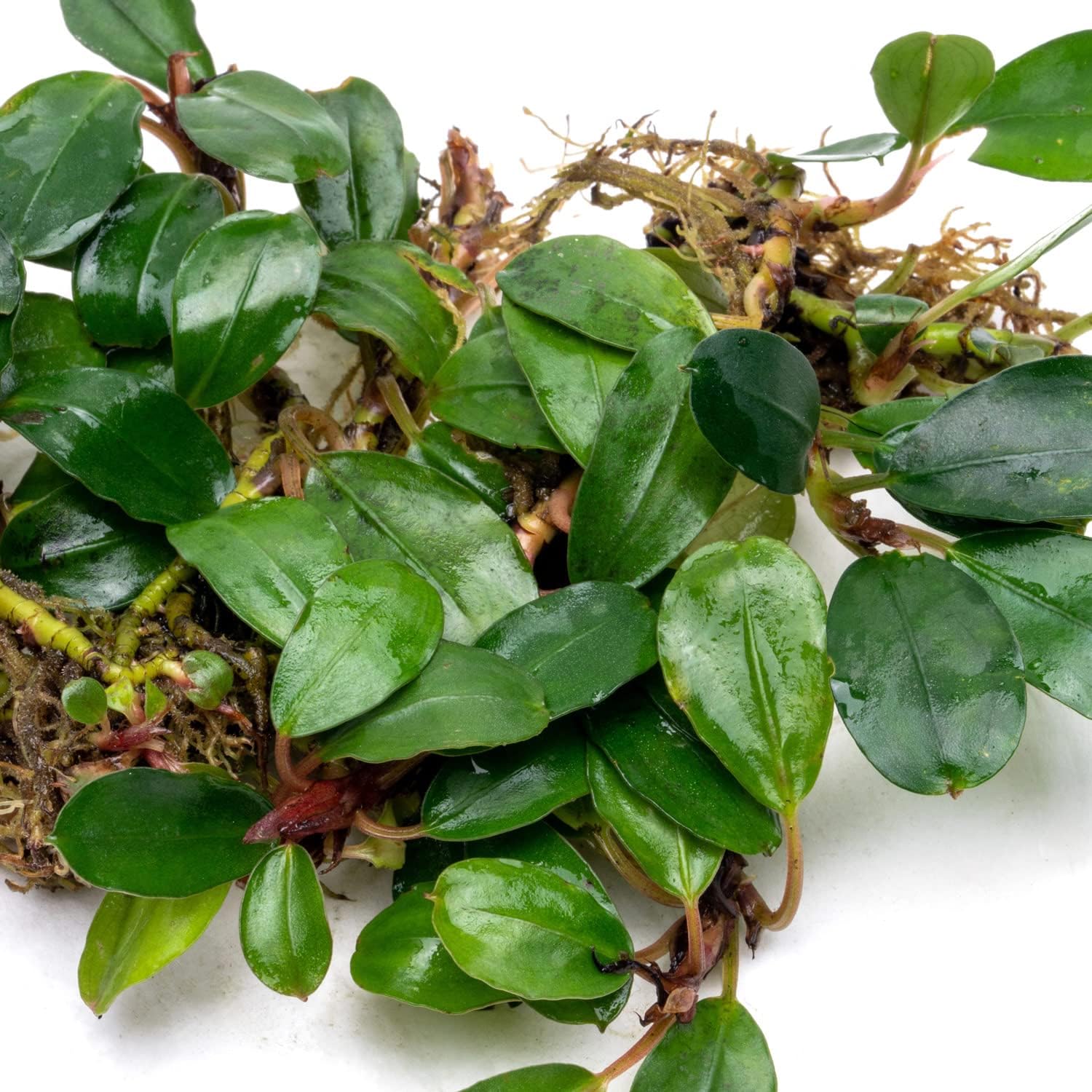 SubstrateSource Bucephalandra Brownie Athena Live Aquarium Plant - Natural Freshwater Fish Tank Decorations, Aquatic Décor - Plant (10-15 Leaves)
