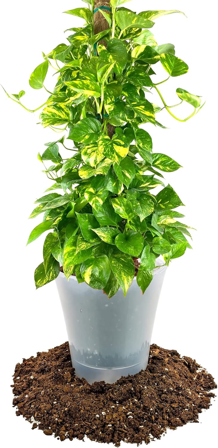 Gardenera Premium Pothos Potting Soil Mix - Air Cleaning Plant Potting Mix, Soil Mix for Pothos, Parlor Palm, Peace Lily - (1 Quart Bag)