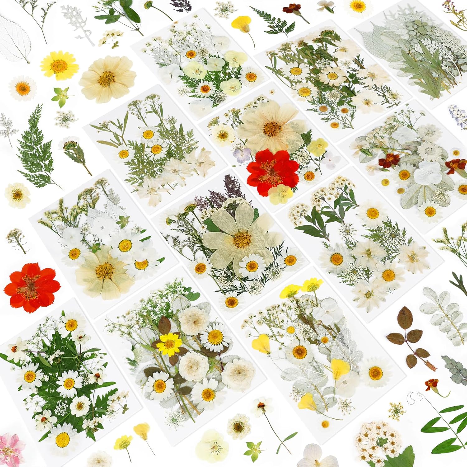 NESCCI 247 Pcs Dried Flowers for Crafts,Real Natural Dried Pressed Flowers in Soft Yellow & White Tones for Resin,Used for Scrapbooking DIY Art Crafts Candle Soap Making Nails Décor