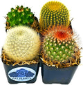 Fatplants Mini Cactus Plants Live Plants (4 Pack), Cactus Plant Indoor Live Plants, Cacti Plants Live Cactus Decor, Succulents Plants Live Houseplants, Mini Cactus Gifts in Cactus Soil Potting Mix