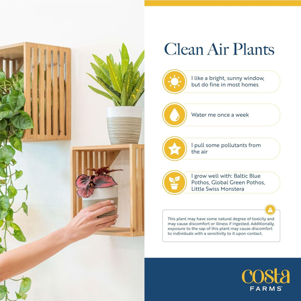 Costa Farms Live Indoor Plants in Decorative Pots, Easy to Maintain, Air Purifying Houseplants, Assorted Varieties, Room or Home Decor, House Warming Gift, 8-12 Inches Tall, Pack of 3