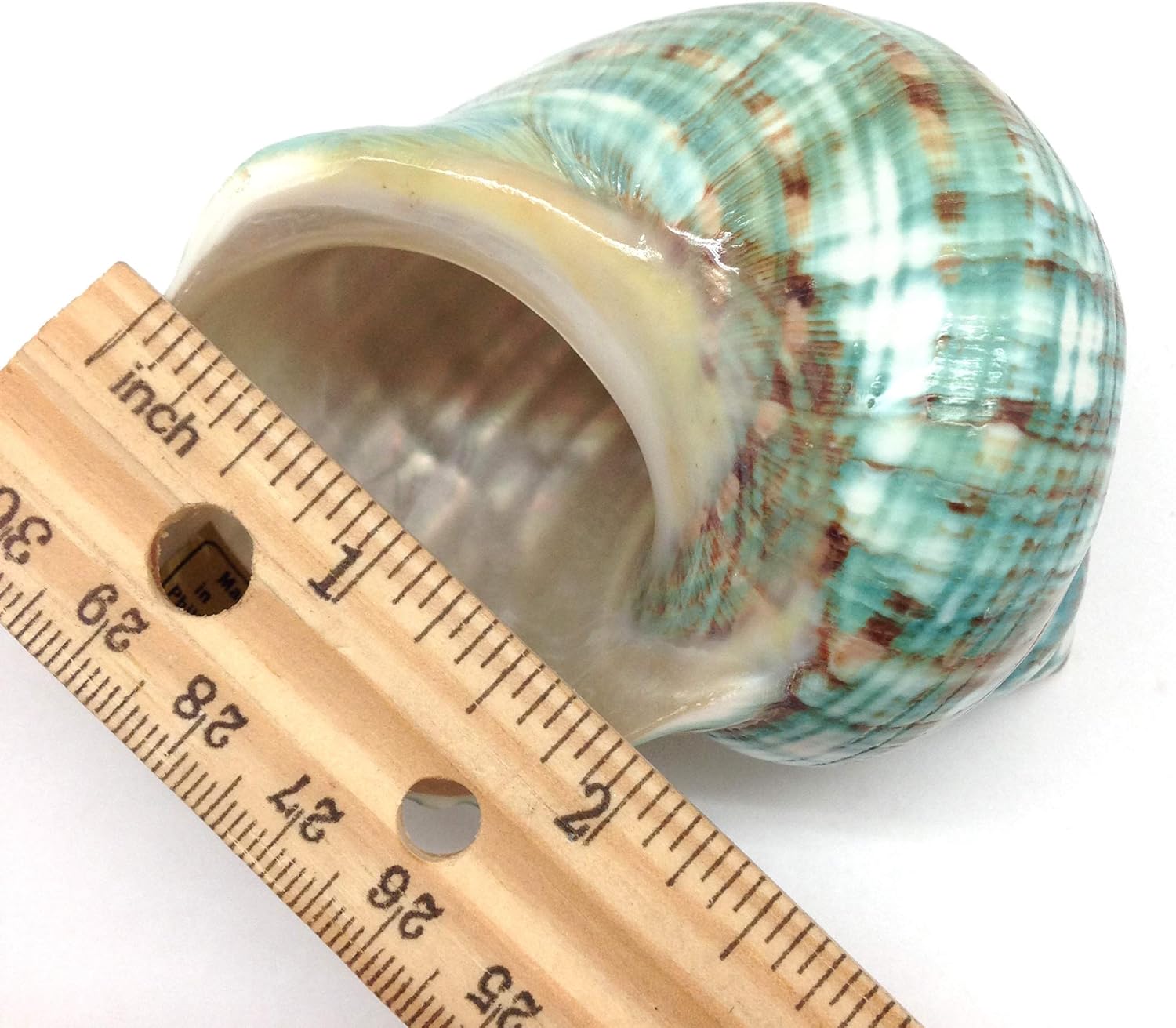 PEPPERLONELY Green Blue Gade Big Turbo Sea Shells, Large Hermit Crab Shells, 3 Inch ~ 3-1/2 Inch