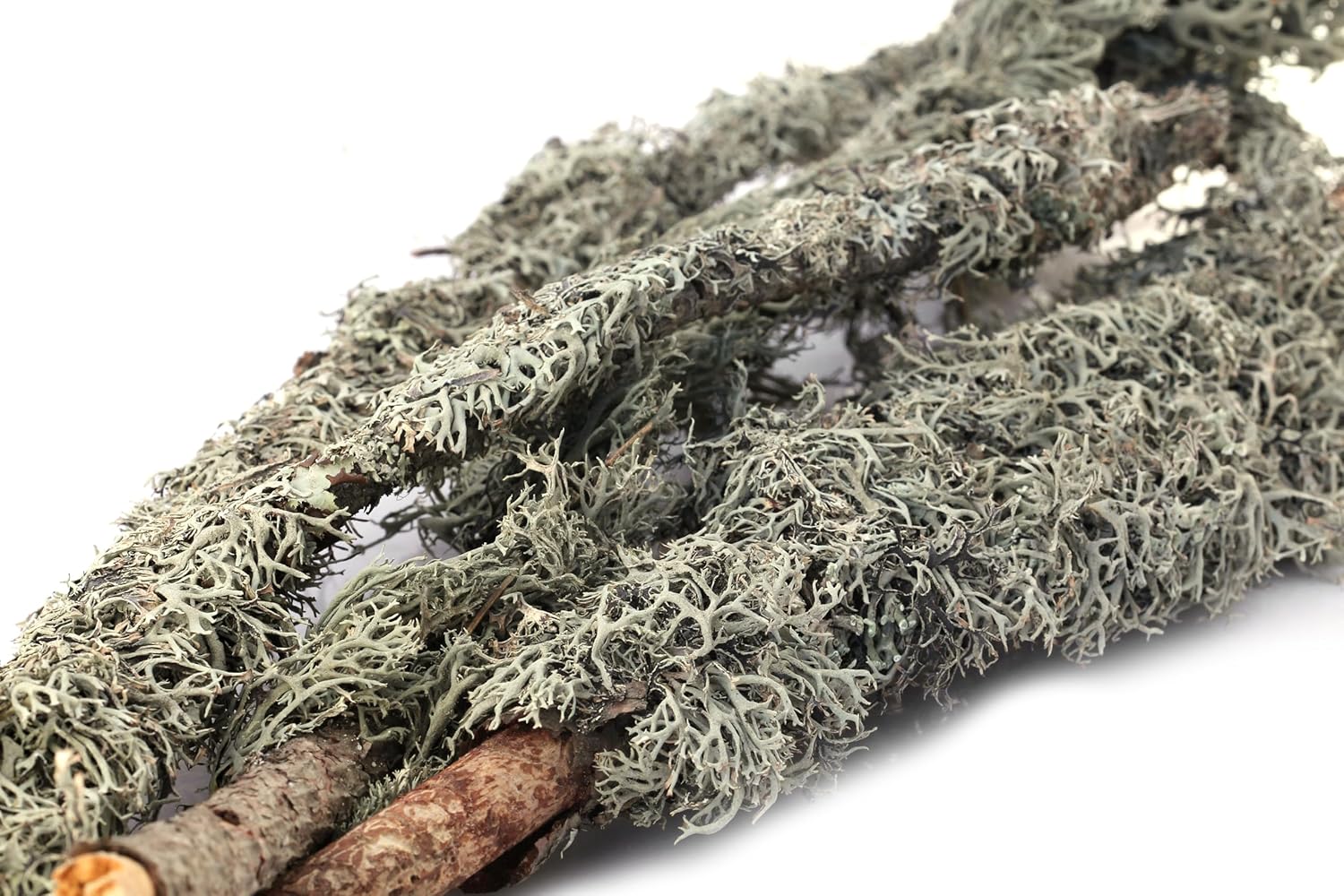 SuperMoss 21617 Lichen Parmelia (Branched), 120 in3 Bag (Appx. 4oz), Natural/Grey