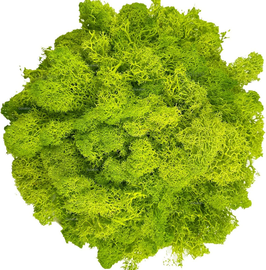Moss Preserved Artificial Moss for Potted Plants Natural Fresh Green Moss for Crafts Arts Floral Project Wall Decor fake Moss Wedding Centerpieces Garden Terrariums Decoration Light-Yellow Green 3.5OZ