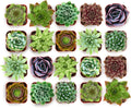 Shop Succulents Echeveria & Rosette Live Succulent Variety Pack – Fully Rooted 2" Potted Plants for Gifts, Favors, DIY Projects, Terrariums, Home Décor, and Garden Arrangements, 64 Pack