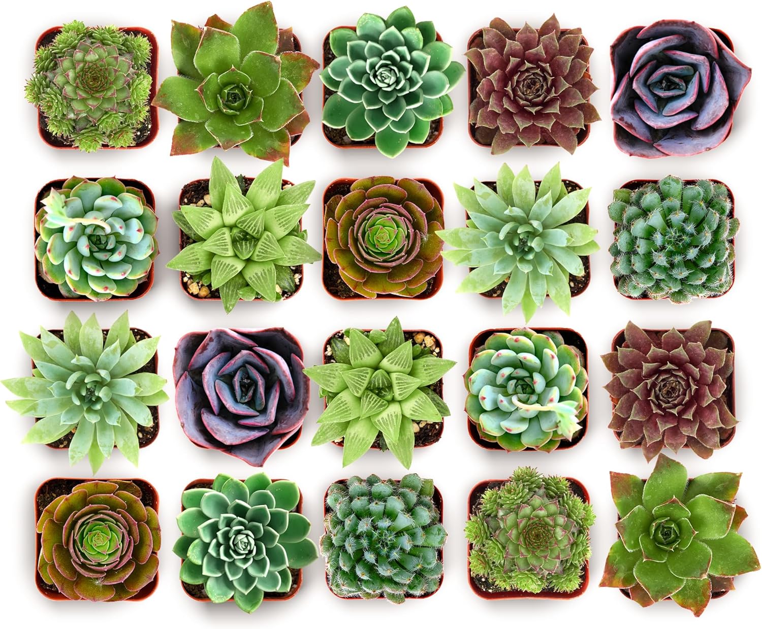 Shop Succulents Echeveria & Rosette Live Succulent Variety Pack – Fully Rooted 2" Potted Plants for Gifts, Favors, DIY Projects, Terrariums, Home Décor, and Garden Arrangements, 20 Pack