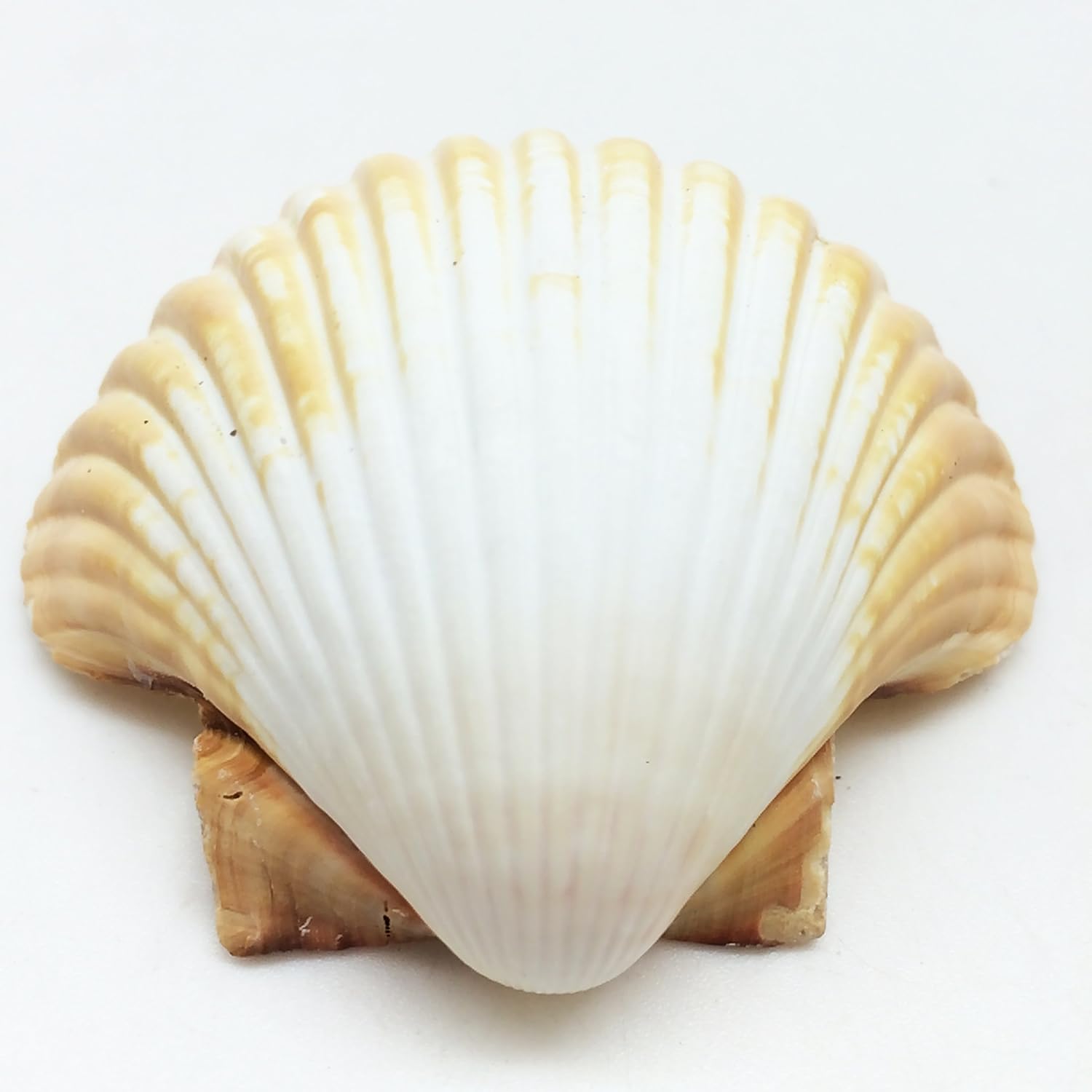 PEPPERLONELY 10PC Mexican Deep Scallop Sea Shells, 2-3/4 Inch ~ 3-1/2 Inch