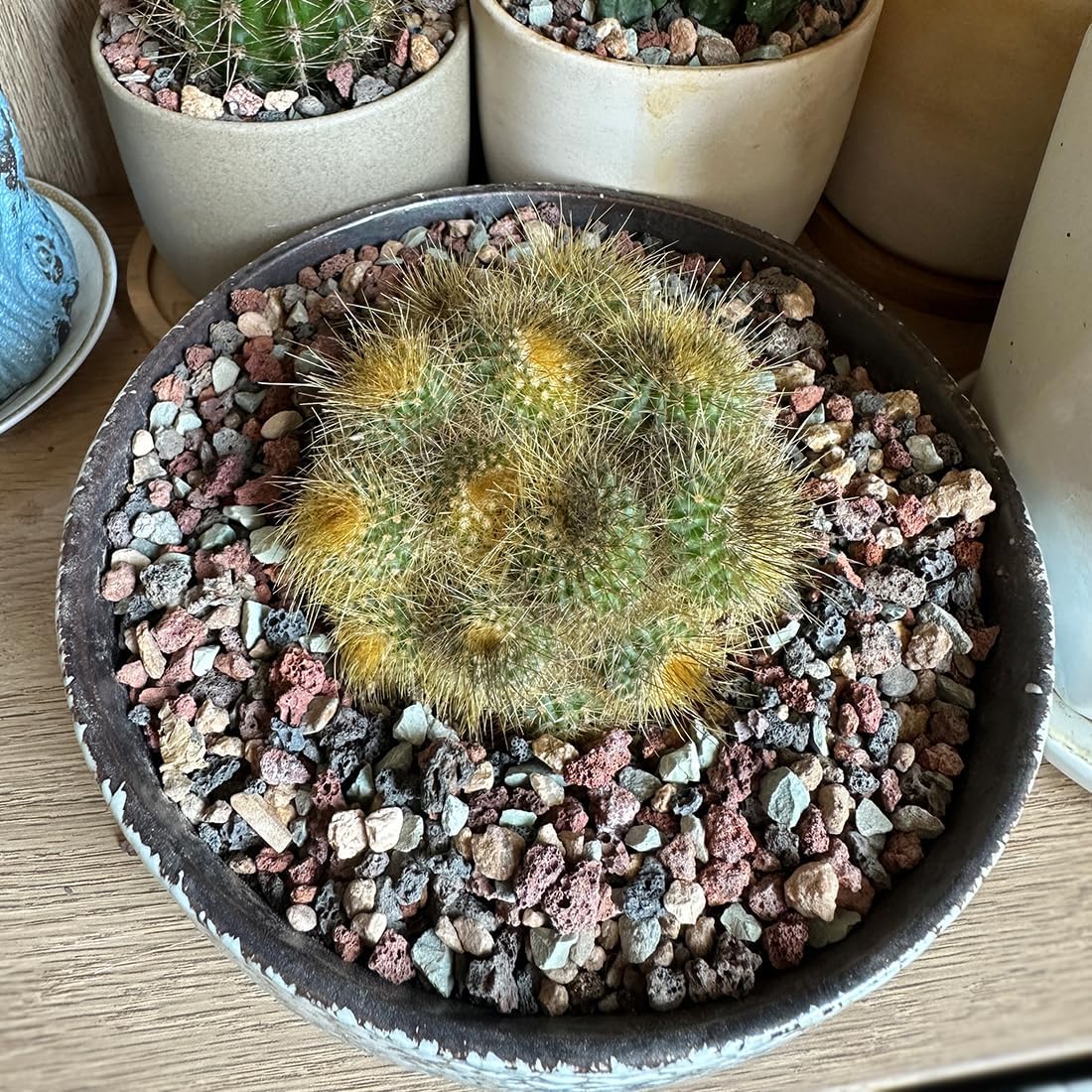 Succulent Cactus Soil Potting Mix Horticultural Lava Rocks Bonsai Soil for Indoor Plants Drainage Volcanic Rock for Terrarium Gardening Top Dressing 10lb