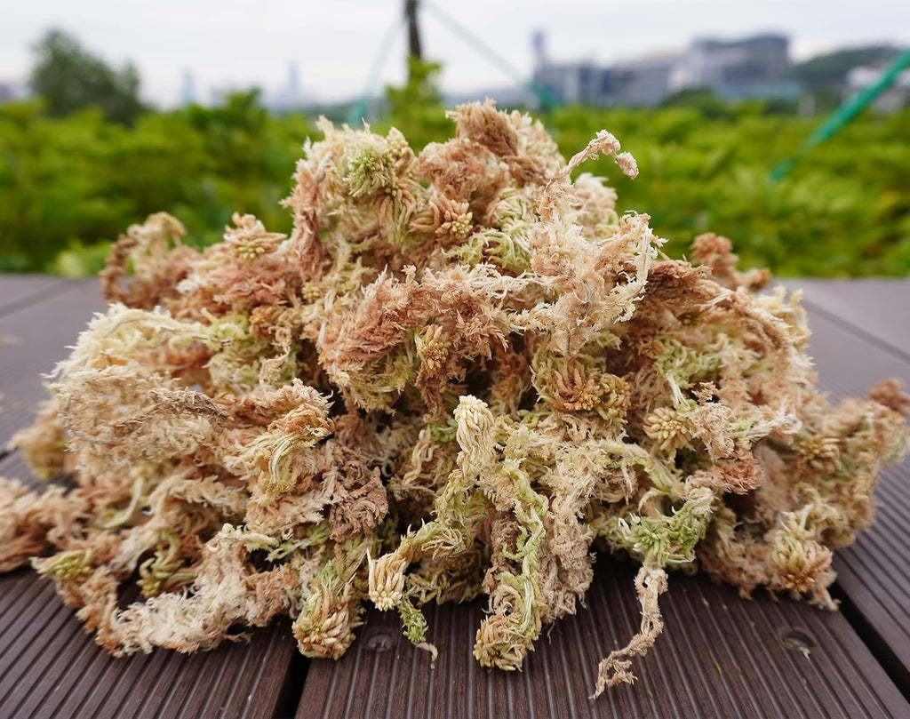 Sphagnum Moss 34QT for Plant Propagation, Great Orchid Potting Mix, Help with Maintain Humidity, 10oz