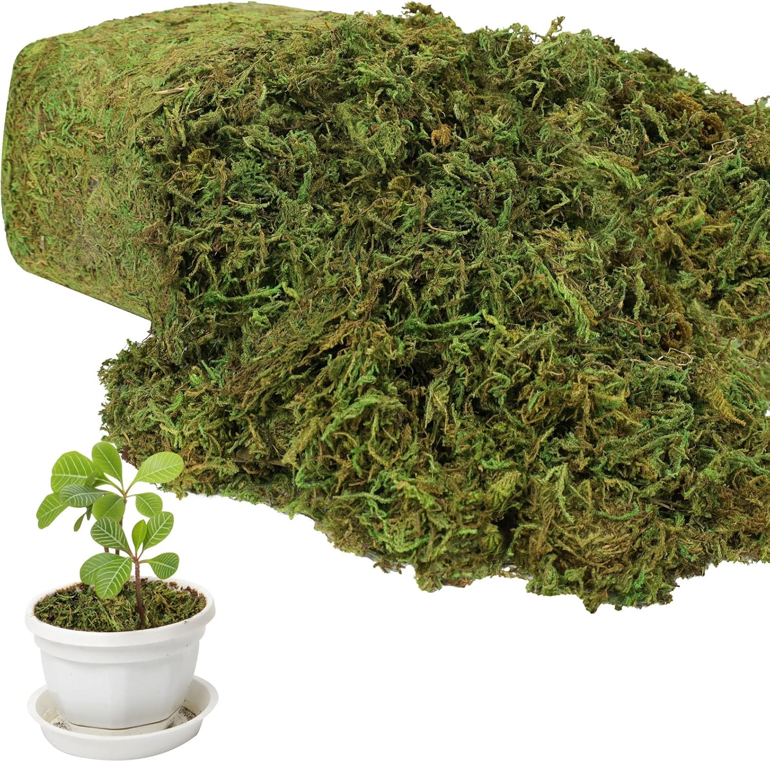 YUNVI 10.5 OZ Large Capacity Artificial Moss for Potted Plants,Natural Fake Moss Grass for Plants Indoor,Craft and Greenery Bulk for Hamsters(Fresh Green)