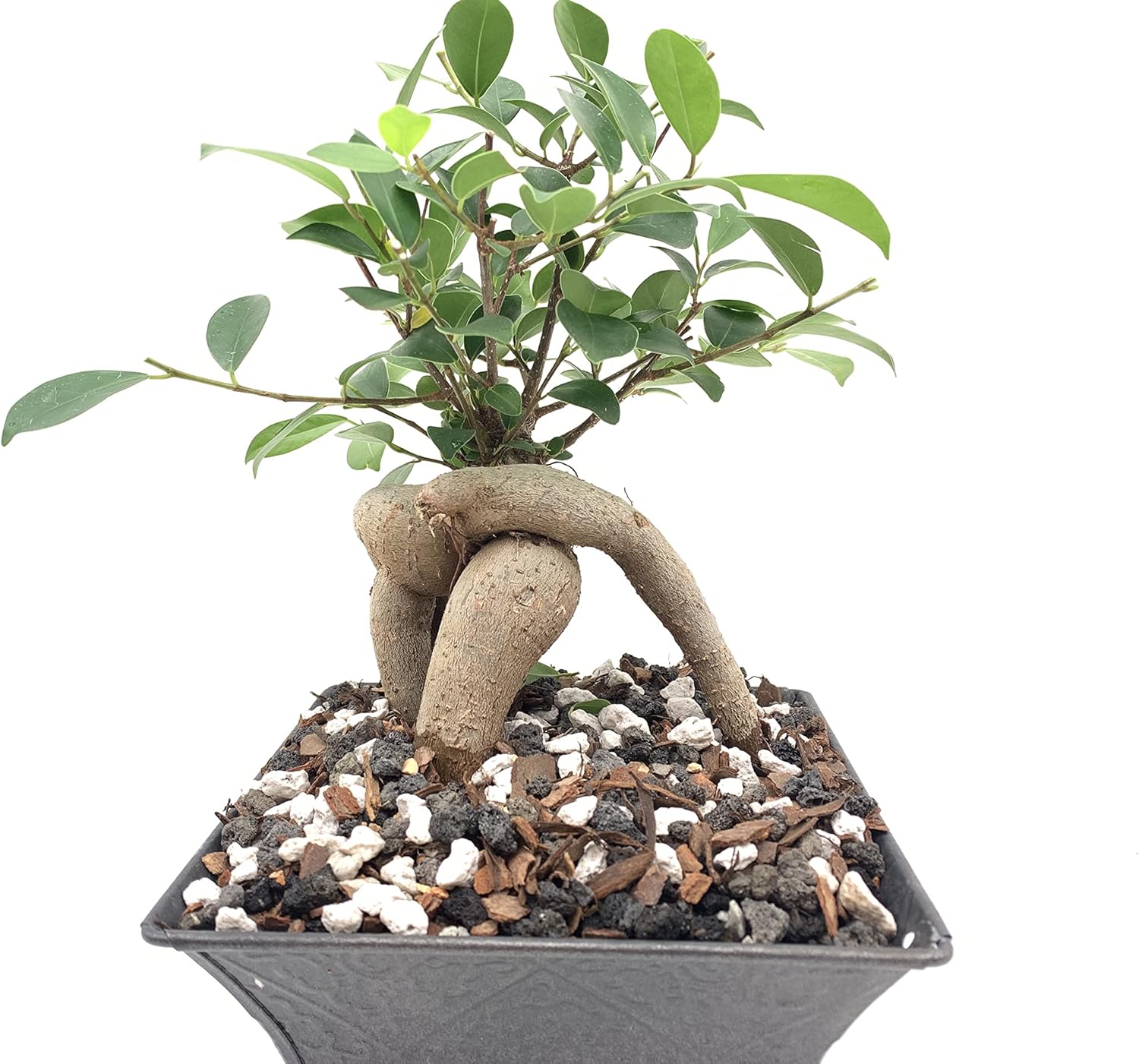 Pumice for Bonsai, Succulent, Cactus, Alocasia, Monstera, and Tropical Aroids | 20 Quarts Bag | 1/4” Particle Size | The Bonsai Supply