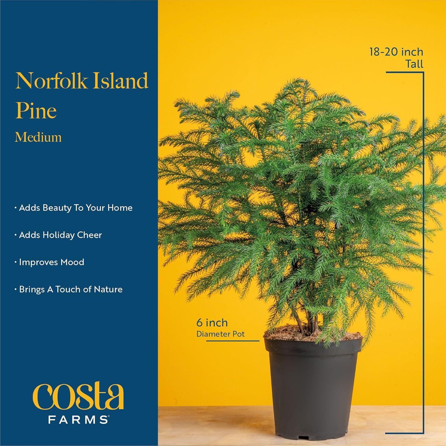 Costa Farms Norfolk Island Pine, Live Christmas Tree Plant in Gift Wrap Plant Pot, Includes Ornaments and Topper, Indoor Houseplant, Room, or Office Decor, Great House Warming, 16-22 Inches Tall