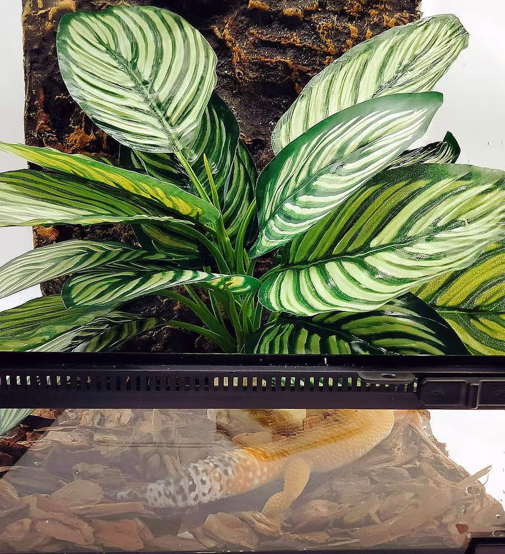 Reptile Terrarium Decor,Amphibian Habitat Decor,Artificial Plants for Crested Gecko Tank Accessories Suitable for Leopard Gecko Bearded Dragon Lizard Chameleon Snake Tortoise (Calathea makoyana-D)