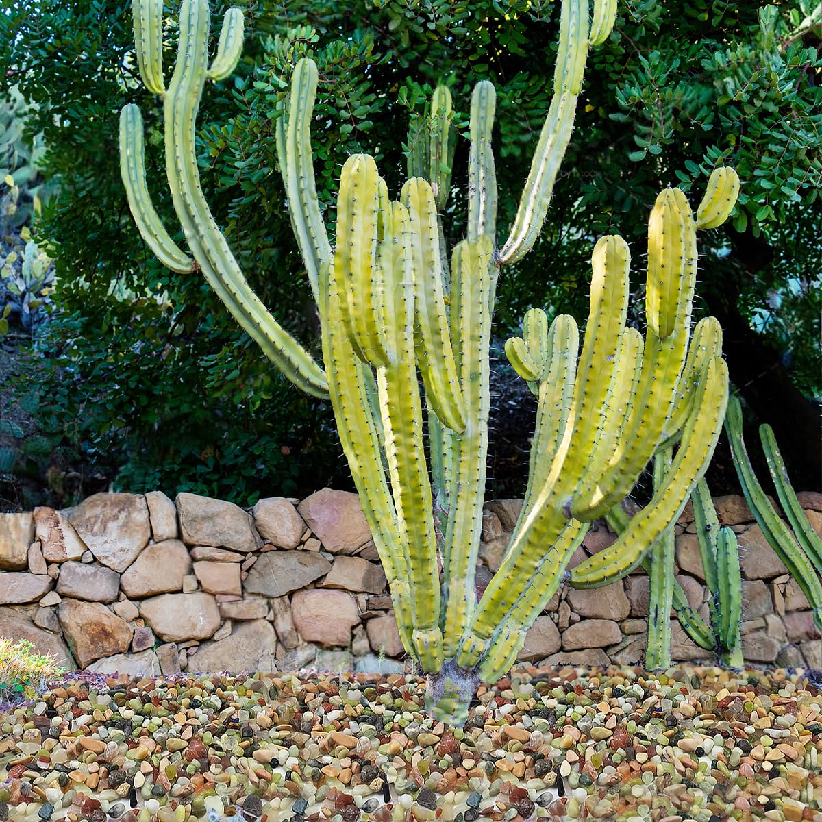 2LB Succulent and Cactus Colorful Pebbles, 3/8 Inch Pebbles for Indoor Plants, Natural Decorative Polished River Rocks for Vases, Planters and Outdoor Gardening