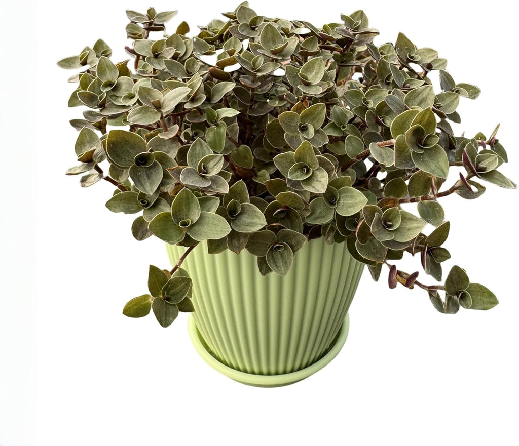 Turtle Vine with Green Stripe Pot, Live Callisia Repens Sedum Succulent in 4" Pot, House Plant Home Office Wedding Decoration DIY Projects Party Favor