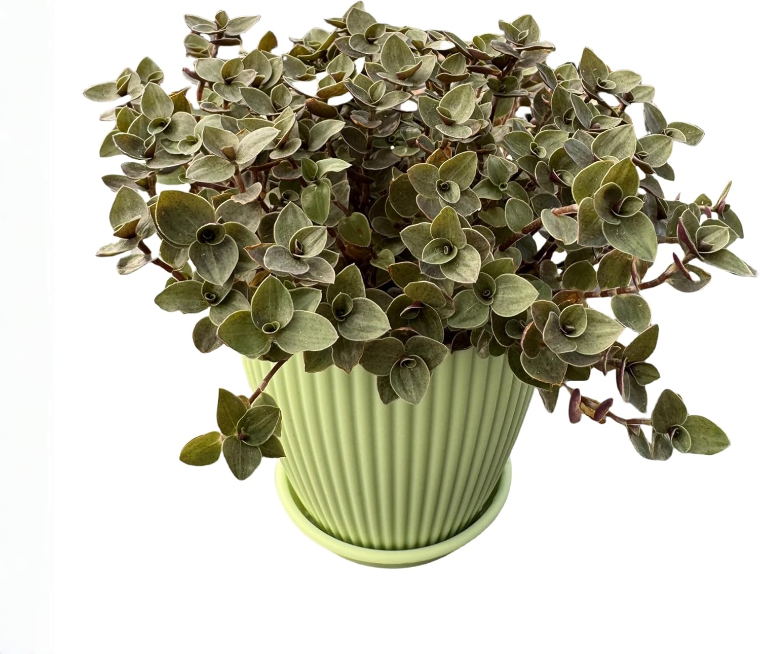 Turtle Vine with Green Stripe Pot, Live Callisia Repens Sedum Succulent in 4" Pot, House Plant Home Office Wedding Decoration DIY Projects Party Favor