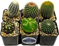 Fatplants Cactus Plants (Pack of 6), Mammillaria Cactus Plants Live in Cactus Soil, Opuntia Cactus Live Plants, Cacti Plants, Cactus Décor Succulent, Cacti Décor Drought Tolerant Plants