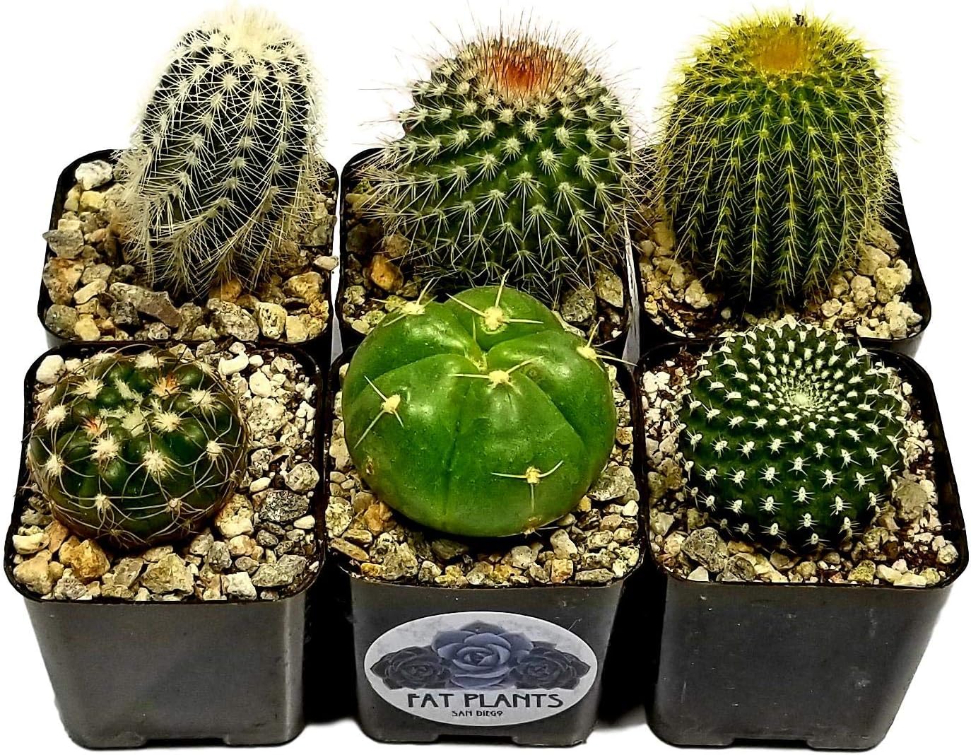 Fatplants Cactus Plants (Pack of 6), Mammillaria Cactus Plants Live in Cactus Soil, Opuntia Cactus Live Plants, Cacti Plants, Cactus Décor Succulent, Cacti Décor Drought Tolerant Plants