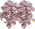 Woyrise 2 Pack Reptile Plants, Terrarium Hanging Plant Vines, Artificial Leaves with Suction Cup, Bearded Dragon Tank Accessories for Gecko Lizard Snake Frog Tortoise Decorations - Zebrina Purple