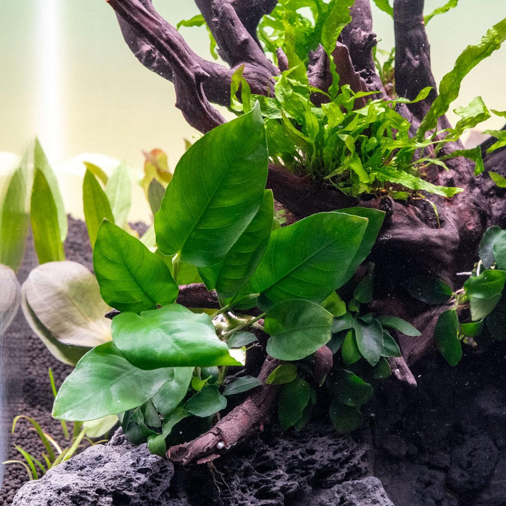 SubstrateSource Anubias Live Aquarium Plants - Potted Freshwater Plant for Fish Tanks, Terrariums - Beginner Friendly Low Light (Nana, Mother Plant)