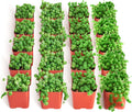 Shop Succulents String of Pearls Succulent Plant 2" Grow Pot Pack of 64