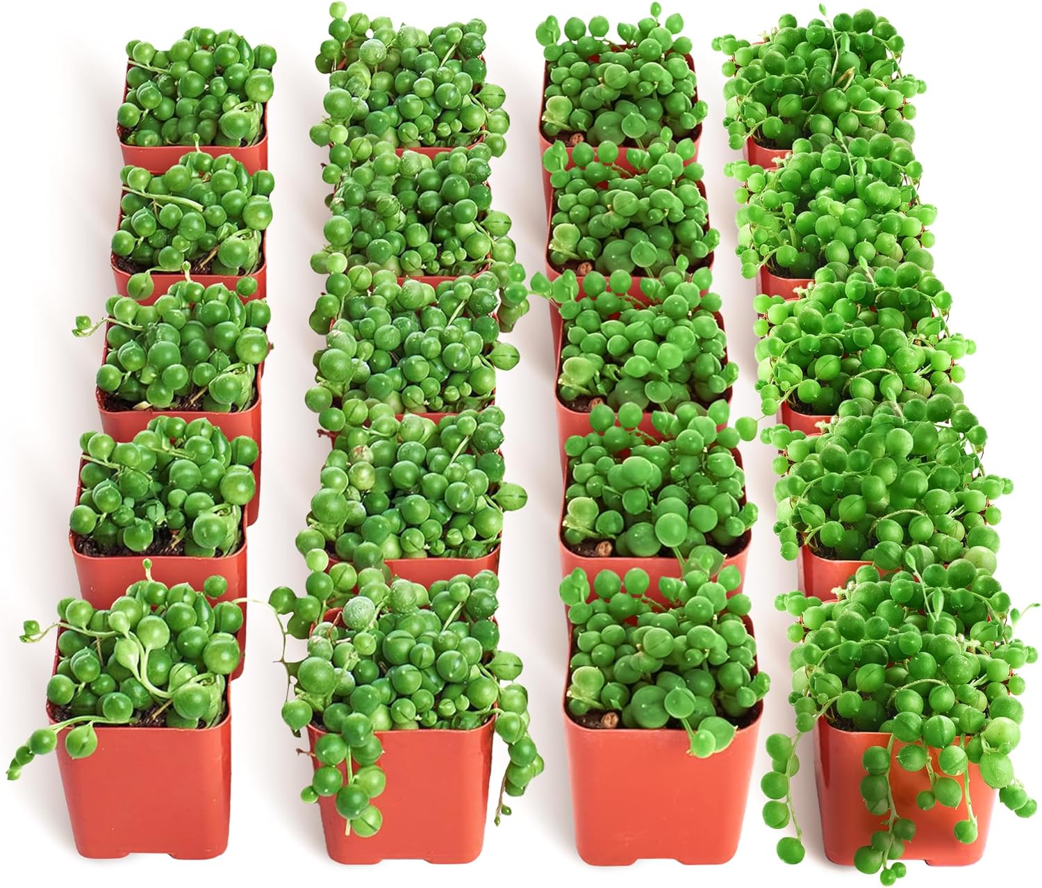 Shop Succulents String of Pearls Succulent Plant 2" Grow Pot Pack of 100