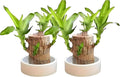 Brazilian Wood Plant, Brazil Lucky Wood Potted Plant with Decorative Tray and Doll, Easy to Care, Decor for Home and Office – Gift for Housewarming, Good Luck, and Prosperity（2pcs）
