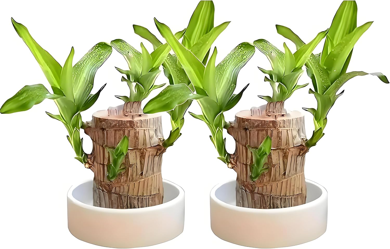 Brazilian Wood Plant, Brazil Lucky Wood Potted Plant with Decorative Tray and Doll, Easy to Care, Decor for Home and Office – Gift for Housewarming, Good Luck, and Prosperity（2pcs）